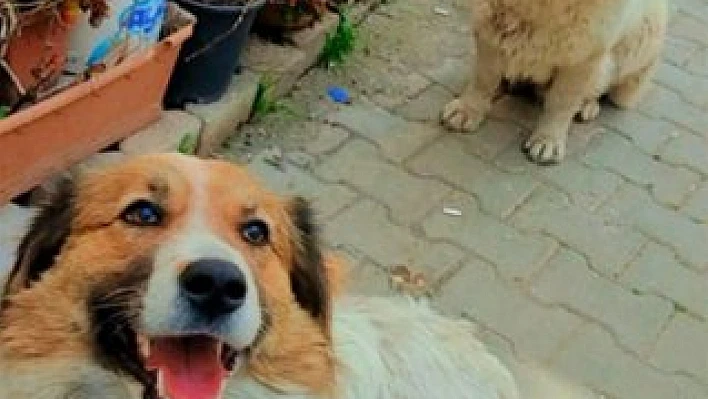 Depremde ayrıldılar, iki yıl sonra aynı yuvada buluştular