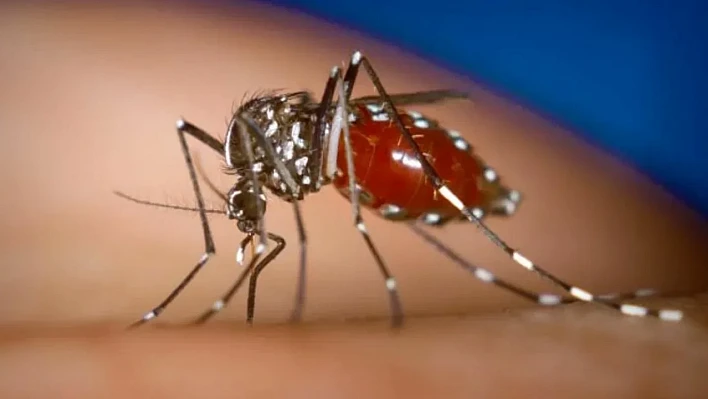 DSÖ'den Chikungunya uyarısı: Küresel salgın riski kapıda!