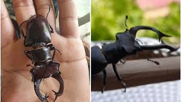 Geyik böceğini yakalamanın cezası ne kadar?