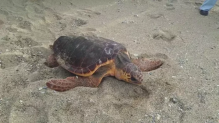 'Güzel İzmir' 3 bin kilometre yol gitti, rotasını 18 bin kişi izledi