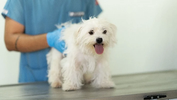 İzmir'de el konulan 20 köpek Işıkkent bakımevinde tedavi altında