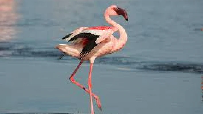 İzmir Kuş Cenneti'nde 13 bin flamingo yavrusu hayata merhaba dedi