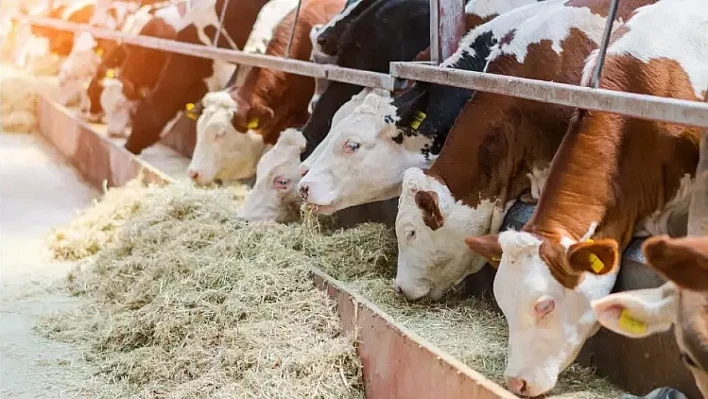 Kurban Sonrası Şap Endişesi: Türkiye Genelinde Tedbirler Artıyor