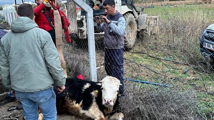 Kuyuya düşen ineği itfaiye kurtardı