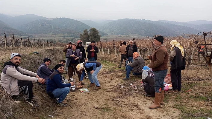 Manisa'da bağ bakımı hızlandı