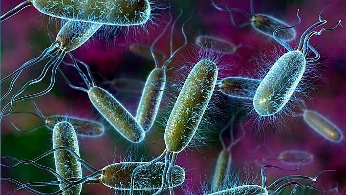 Pluralibacter gergoviae bakterisi nedir, neden tehlikeli, hangi ürünlerde var?