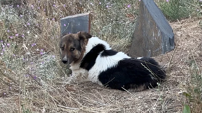 Sahibinin ardından mezarı bırakmayan sadık dost