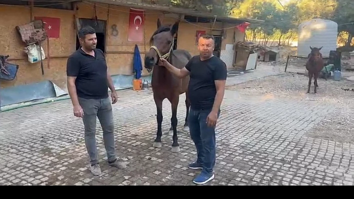 Sahipsiz binek hayvanları güvenli yuvaya kavuşuyor
