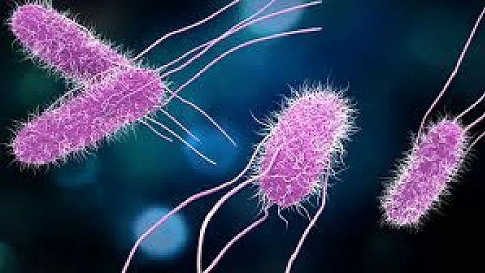 Salmonella Bakterisi Nedir? Nasıl Bulaşır?