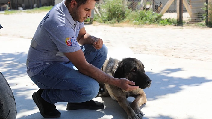 Selçuk'ta tüfekle vurulan köpek yaşamını yitirdi