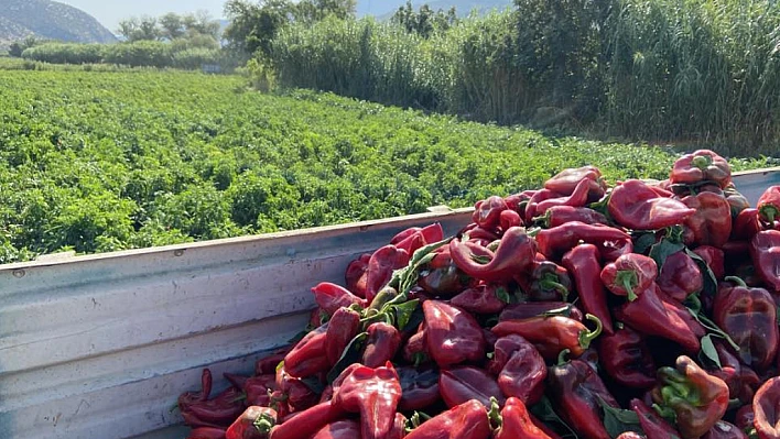 Tire'de Kapya Biberi Hasadı Coşkusu: Çiftçiler İlk Ürünlerine Kavuştu
