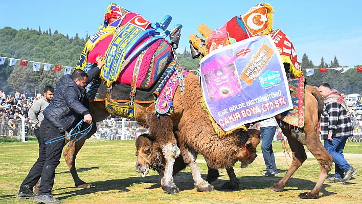 Torbalı'da 16. Deve Güreşi Festivali coşkuyla gerçekleşti