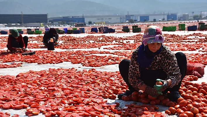 Torbalı domatesi dünya sofralarında