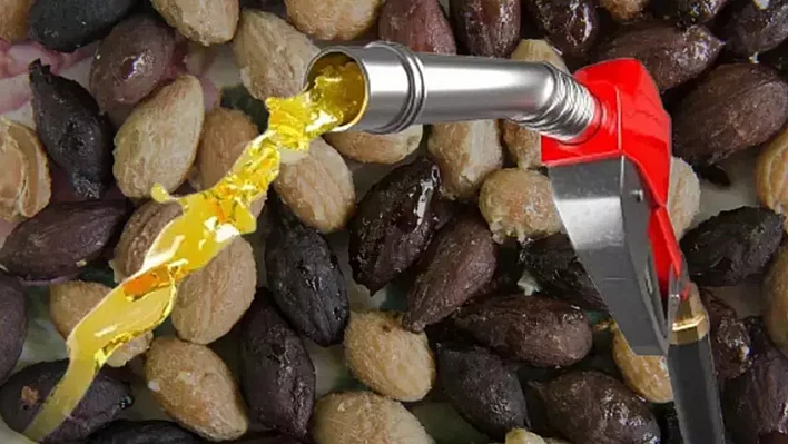 Türkiye zeytin çekirdeklerinden yakıt üretecek