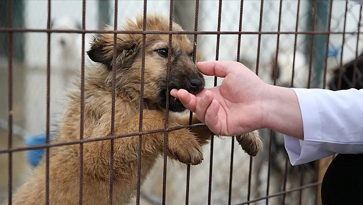 Yangından kurtarılan köpeklere Ödemiş'te güvenli yuva