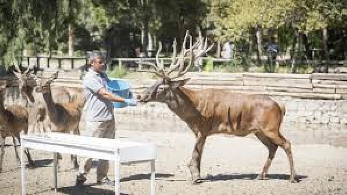 Yaralı bulunan Kızıl Geyik Paşa, İzmir doğal yaşam parkında yeni sürüsüne kavuştu