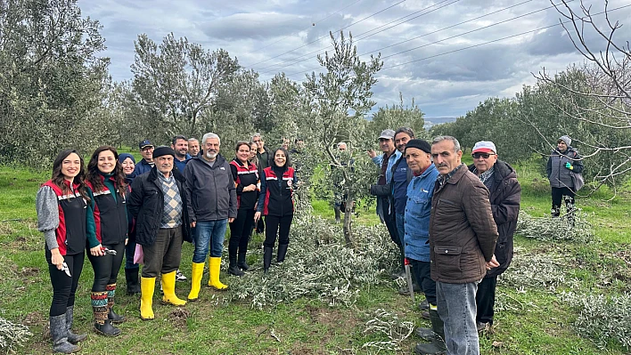 Zeytin üretiminde verim artışı için doğru budama eğitimi