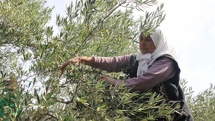 Zeytin ve Zeytinyağı İçin Sanatla Anlam Katan Yarışma