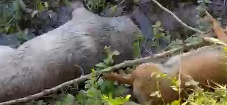 Belevi'de vahşet: 15 hayvan zehirlenerek öldürüldü!