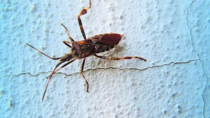 CDC'den uyarı: 'Öpücük Böceği' ABD'de yayılıyor, yüz binlerce kişi farkında olmadan enfekte!