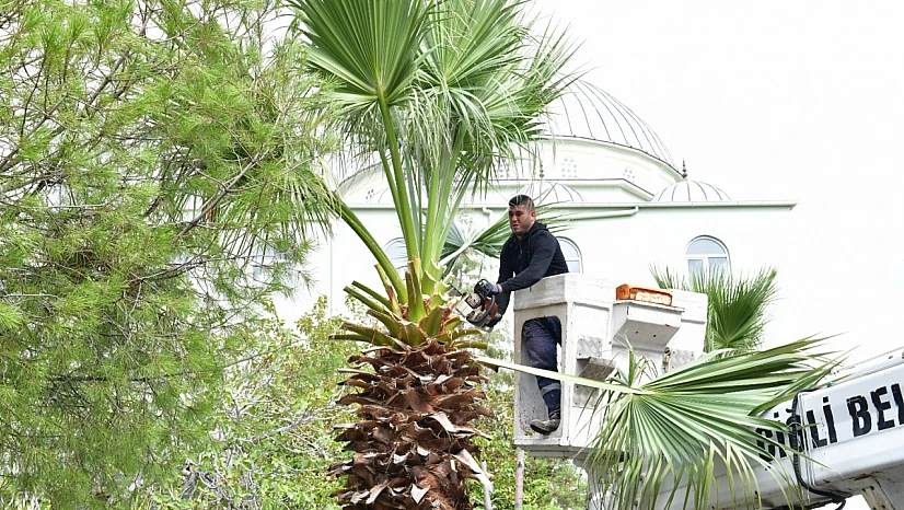 Çiğli'de sonbahar bakımı hız kazandı: Ağaçlar budanıyor, alt geçitler yenileniyor