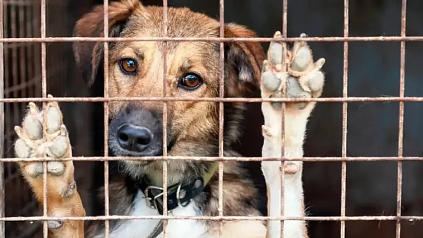 Hayvanlarını terk edenlere 25 milyon lira ceza!