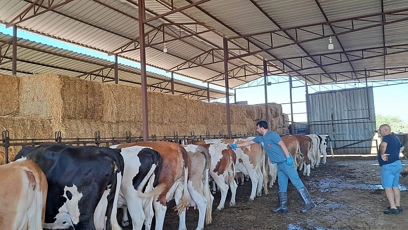 Küçük Menderes havzasında şap hastalığı vakaları artıyor