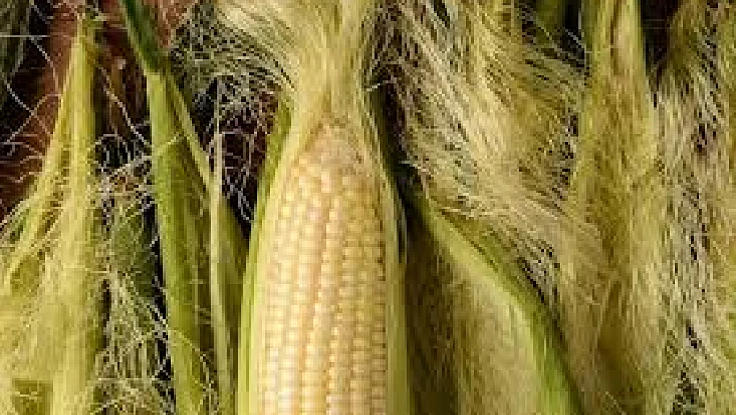 Yıllardır çöp sanılıyordu, şimdi şifa kaynağı