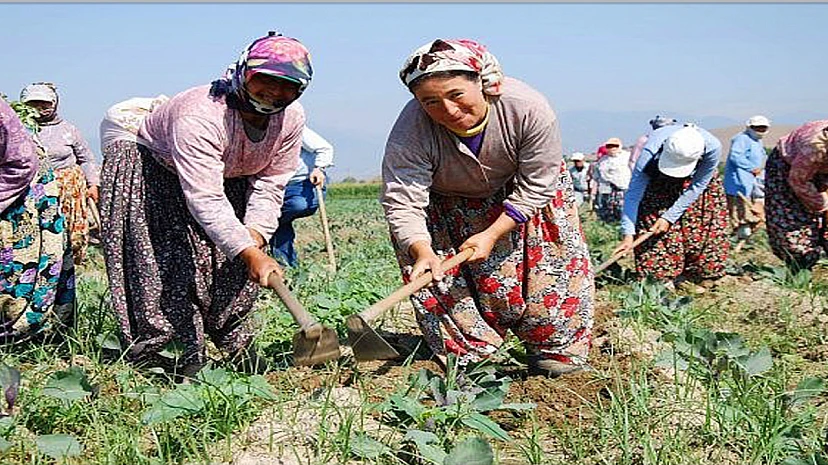 Ege’de tarımsal üretim tehlikede: işçi bulunamıyor!