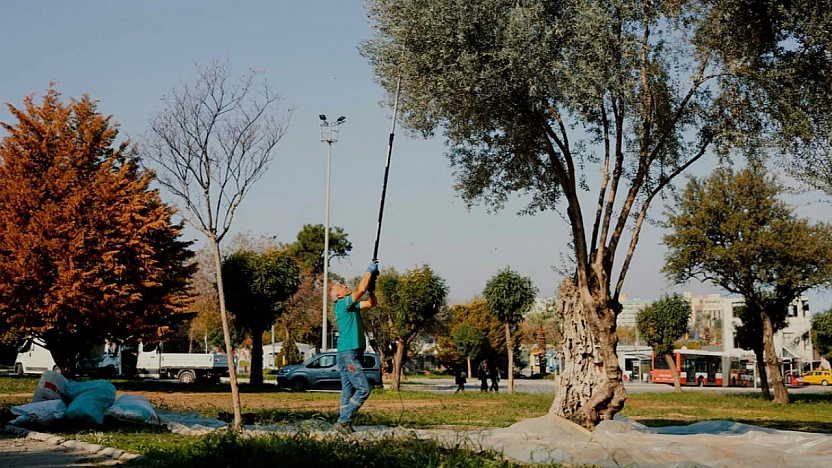 Balçova Belediyesi'nden kente bereket katan örnek zeytin hasadı çalışması