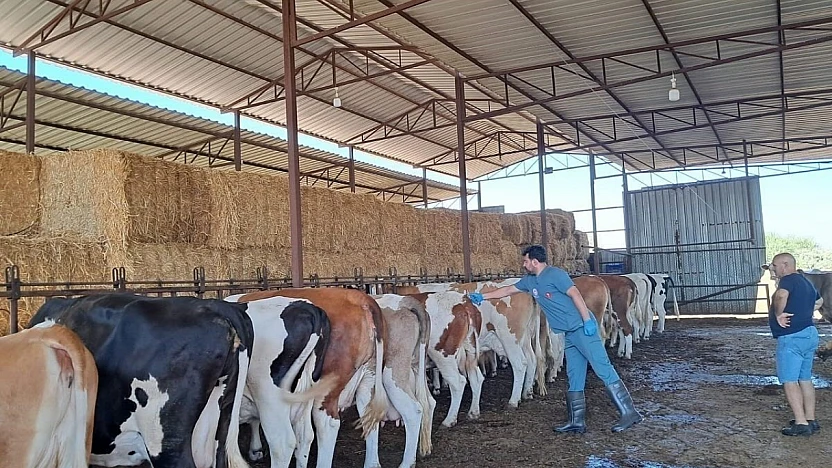 Küçük Menderes havzasında şap hastalığı vakaları artıyor