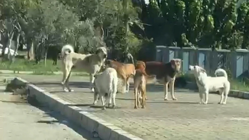 Yenikent sitesinde başıboş köpek korkusu artıyor: Vatandaşlar çözüm bekliyor