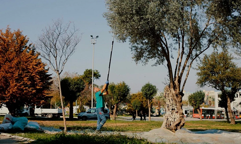 Balçova Belediyesi'nden kente bereket katan örnek zeytin hasadı çalışması