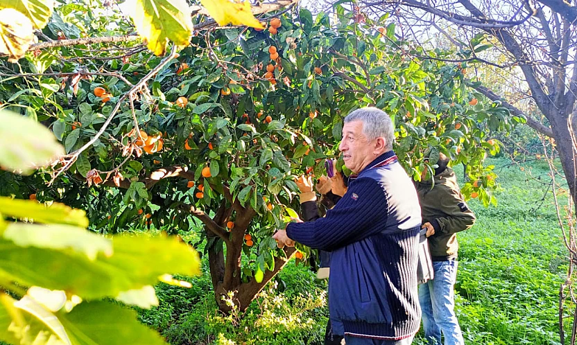 Çiftçinin mandalinası dalında kaldı, belediye topladı halka ücretsiz dağıttı