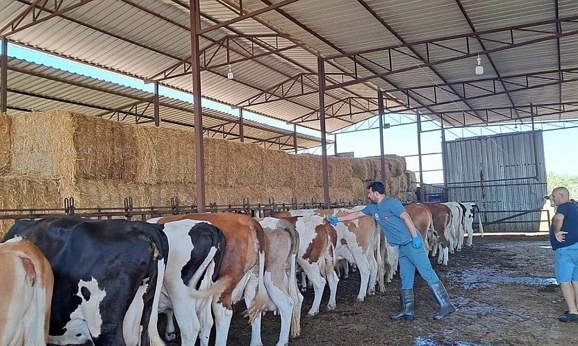 Küçük Menderes havzasında şap hastalığı vakaları artıyor