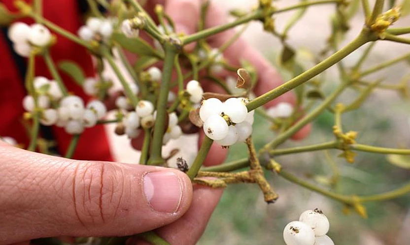 Ökse otu horlamayı kesiyor! Uyku kalitesini artıran mucize bitki
