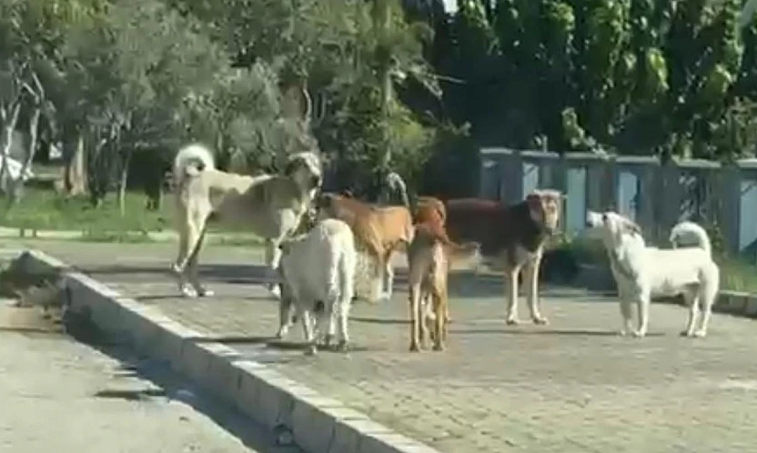 Yenikent sitesinde başıboş köpek korkusu artıyor: Vatandaşlar çözüm bekliyor